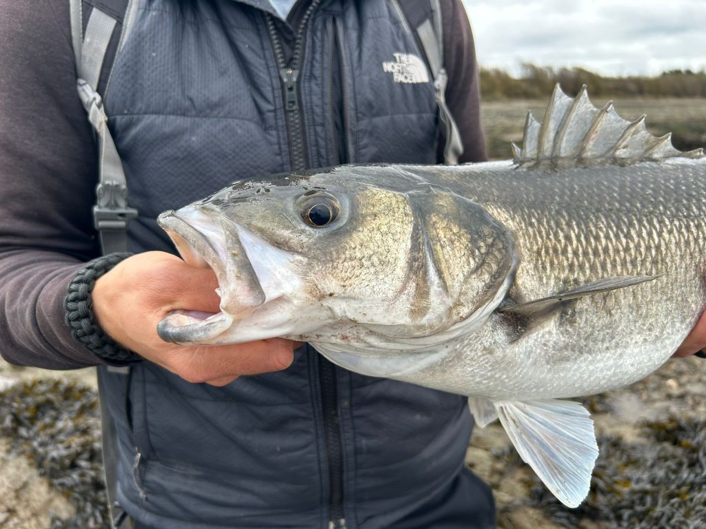 This exquisite Autumn bass caught in North Devon thi October 2025